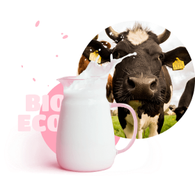 cow & milk